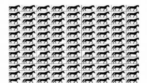 Test sui cavalli