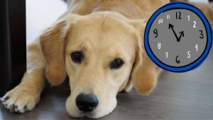 metodo per evitare che spostando le lancette dell'orologio i cani soffrano