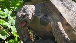 Tartaruga