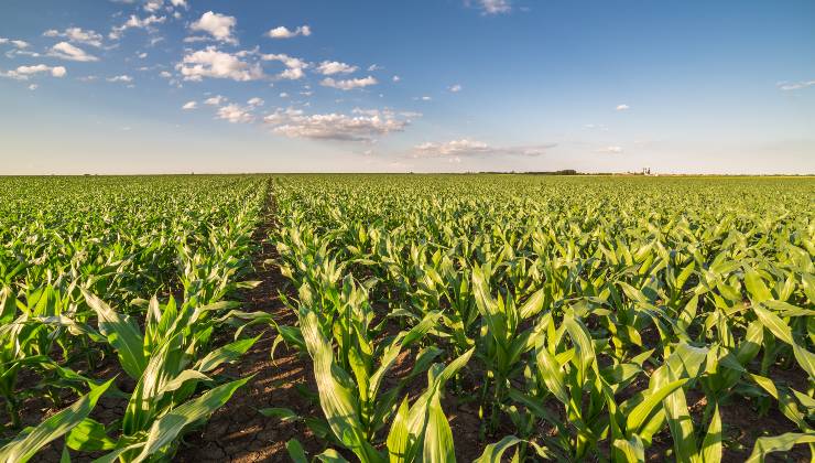 Campo di mais