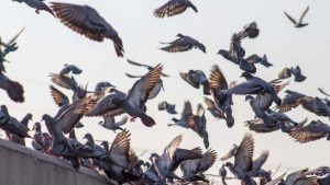 Caos con i piccioni