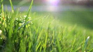 Giardini sotto attacco