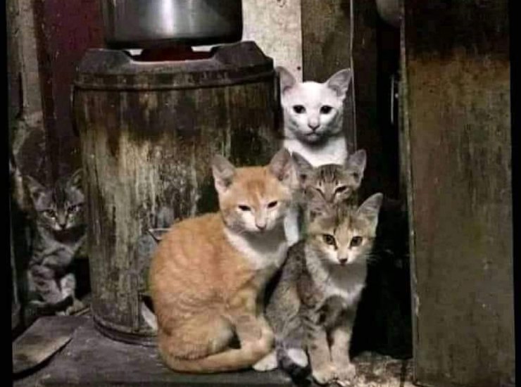 La soluzione del test visivo del gatto 