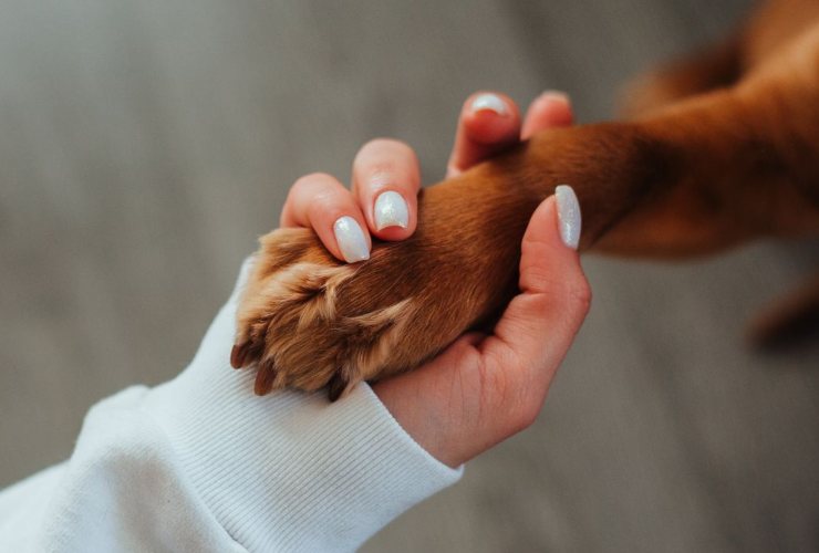 Le abilità di un cane