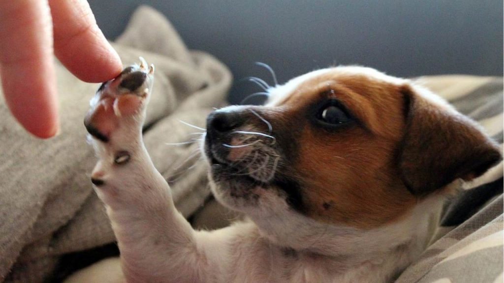 Le razze di cani più intelligenti