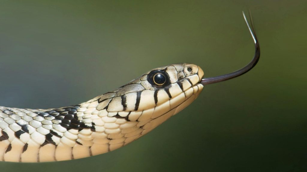 Testa di serpente