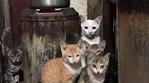 Test visivo del gatto