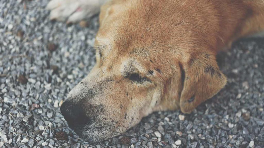 Cane triste