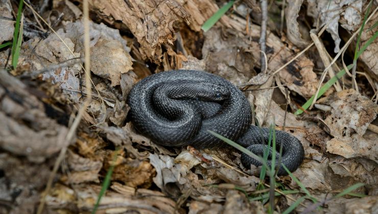 Serpente nel bosco