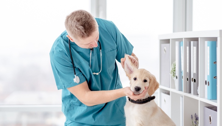 Un cane dal veterinario