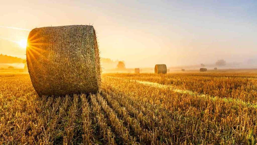 Grano tagliato