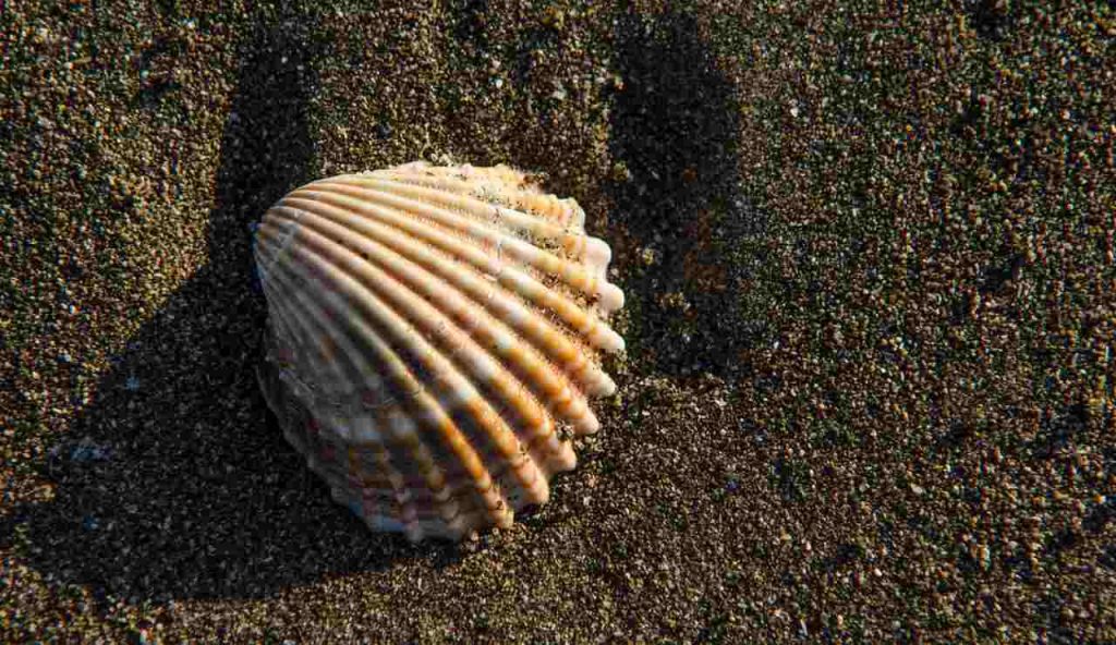 Conchiglia - foto flickr - lagazzettadelserchio.it
