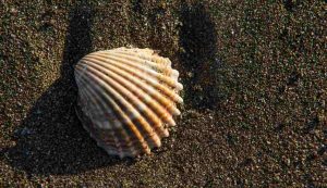 Conchiglia - foto flickr - lagazzettadelserchio.it