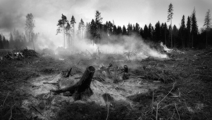Foresta morta per incendio