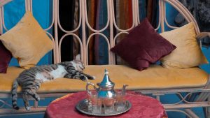 Il Paese dei Gatti