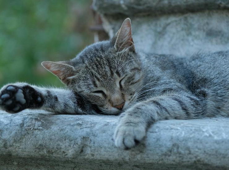 Il Paese dei Gatti
