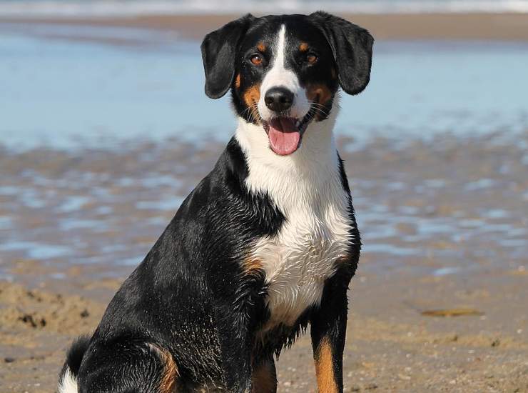 estate rovinata per chi porta i cani al mare
