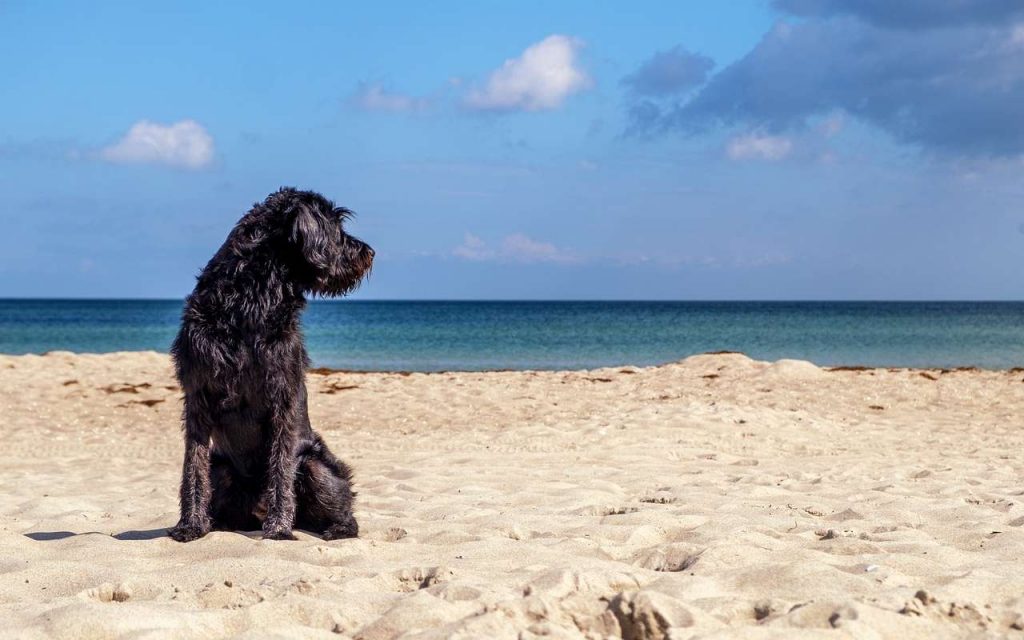estate rovinata per chi porta i cani al mare