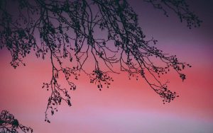 notte rosa in Toscana
