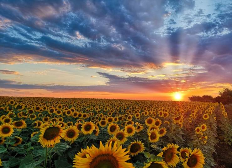 Il paese dei girasoli dove trovarlo