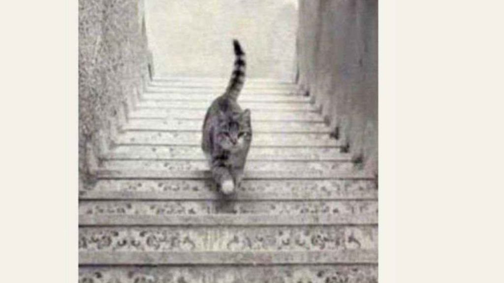 Il test del gatto che sale e scende