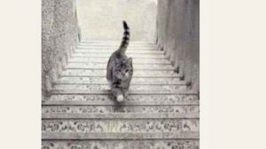 Il test del gatto che sale e scende