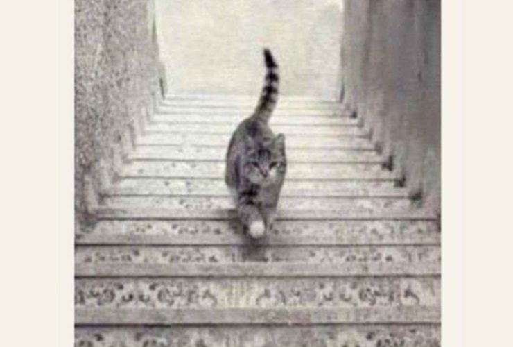 La soluzione al test del gatto che sale o scende