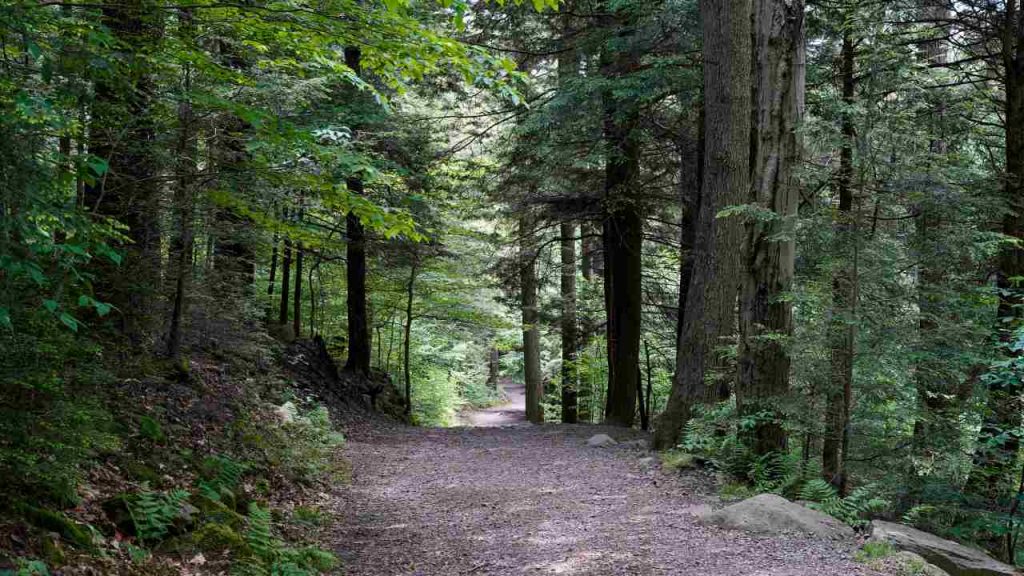 Strada nel bosco