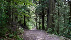 Strada nel bosco